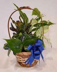 Dish Garden in Handled Basket