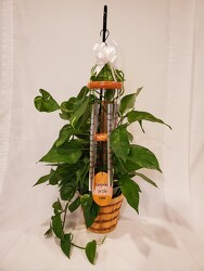 Pothos with Windchime 