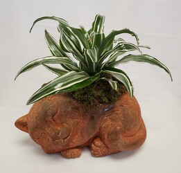 Brown Cat with Green Plant