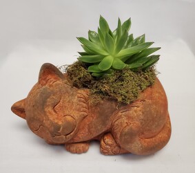 Brown Cat with Succulent 