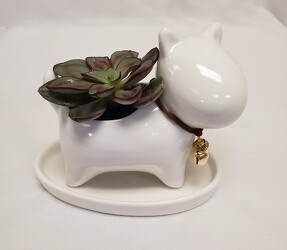 Ceramic Dog with Succulent