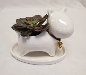 Ceramic Dog with Succulent 