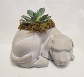 Gray Dog with Succulent 