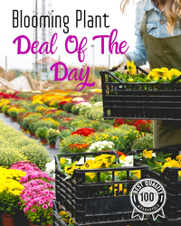 Blooming Plant Deal of the Day 