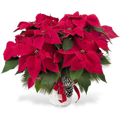 3 Plant Poinsettia in Basket with Bow