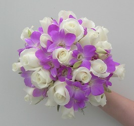 Dendrobium Orchids