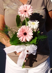 Plucked Gerbera Daisies