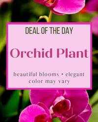 Deal of the Day - Orchid Plant 