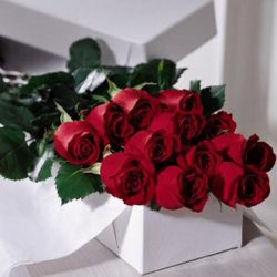 1 Dozen Roses Boxed 