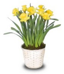 Daffodils 