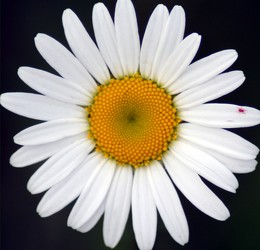 Fresh Flower Cemetery Cone 