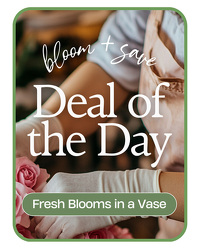 Deal of the Day
