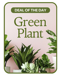 Green Plant Deal of the Day 