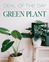 Green Plant Deal of the Day