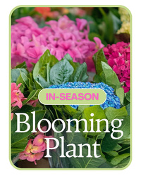 In-Season Blooming Plant