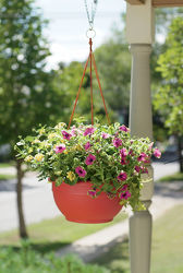 Blooming Hanging Basket 