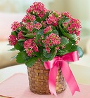 Kalanchoe 