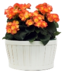 Rieger Begonia 