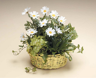 Dish Garden with Fresh Cut Daisies