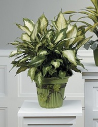 Dieffenbachia Plant in Green Mache 