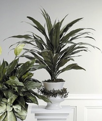 Dracaena Plant in Decorated Urn 