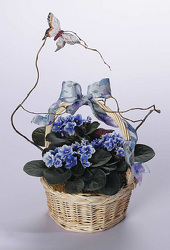 African Violets Basket 