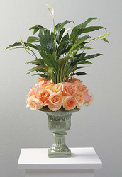 Spathiphyllum Plant in Urn with Rose Wreath 