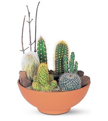 Cactus Garden 