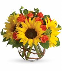 Sunny Sunflowers ( Deluxe & Premium ) 