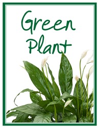 Green Plant Deal of the Day 