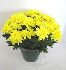 Cushion Mum 