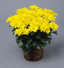 Daisy Mum 