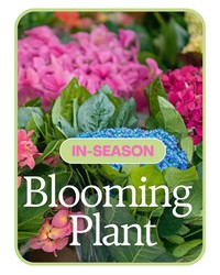 In-Season Blooming Plant