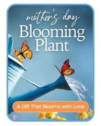Mother's Day Blooming Plant