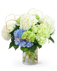 "Hello, Hydrangea!"