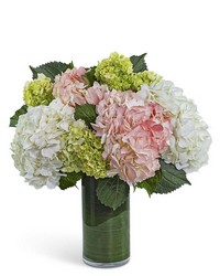 Hydrangea Glow