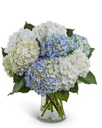 Lovely Lush Hydrangea