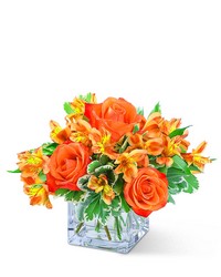 Fresh Tangerine 