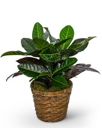 Croton Plant in Basket 
