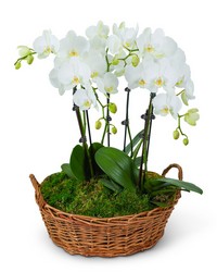 Serenity Orchid Plant