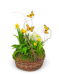 Spring Plants with Butterflies