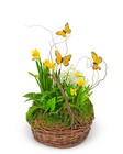 Spring with Butterflies 