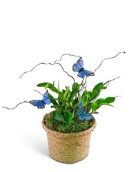 Zanzibar Gem Plant with Blue Butterflies 