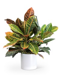 Croton Petra Plant