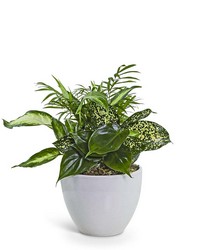 Serene Dish Garden