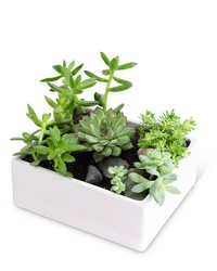 Large Succulent Garden