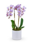 Phalaenopsis Orchid 