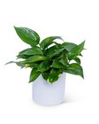 Pothos Plant 