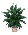 Medium Peace Lily Plant 