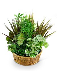 Large Dish Garden